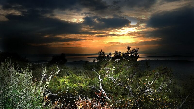 Pine Trees at Sunset — Orange, Dramatic, Photograph, Sky