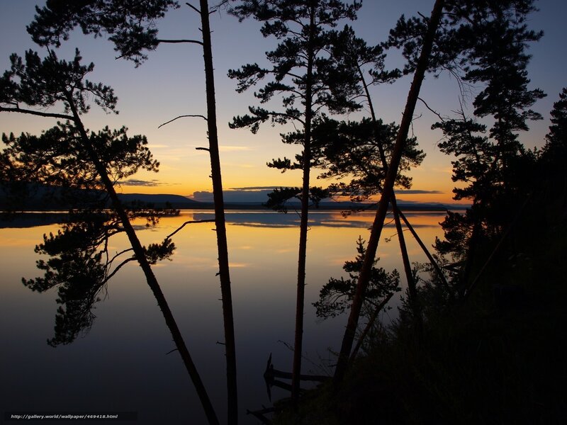 Pine Trees at Sunset — Orange, Serene, Photograph, Lake