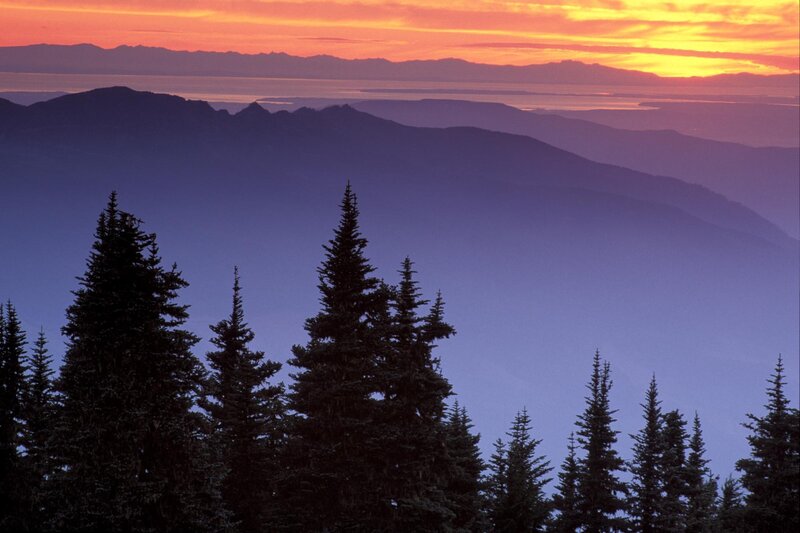 Pine Trees at Sunset — Orange, Serene, Photograph, Mountains, Sky, Ocean, Purple