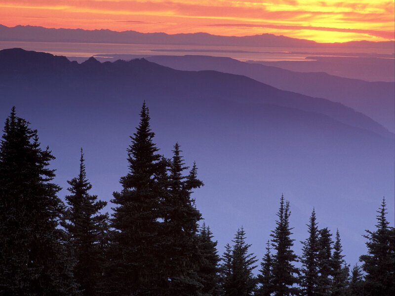 Pine Trees at Sunset — Orange, Serene, Photograph, Mountains, Sky, Ocean