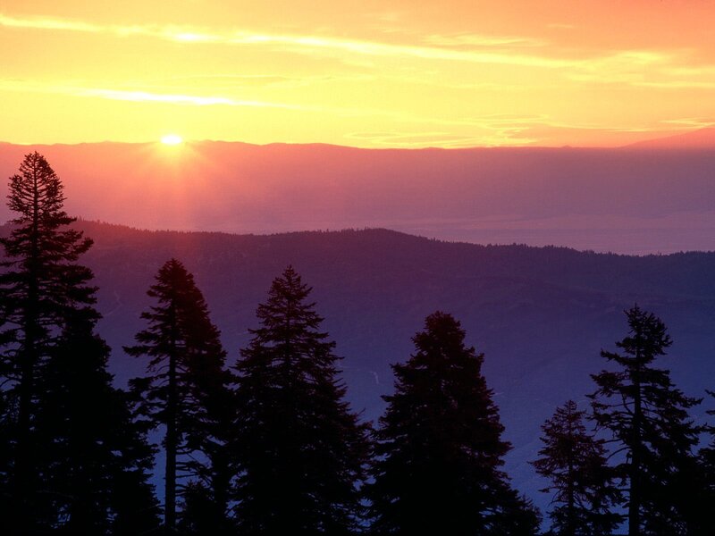 Pine Trees at Sunset — Orange, Serene, Photograph, Sun, Mountains