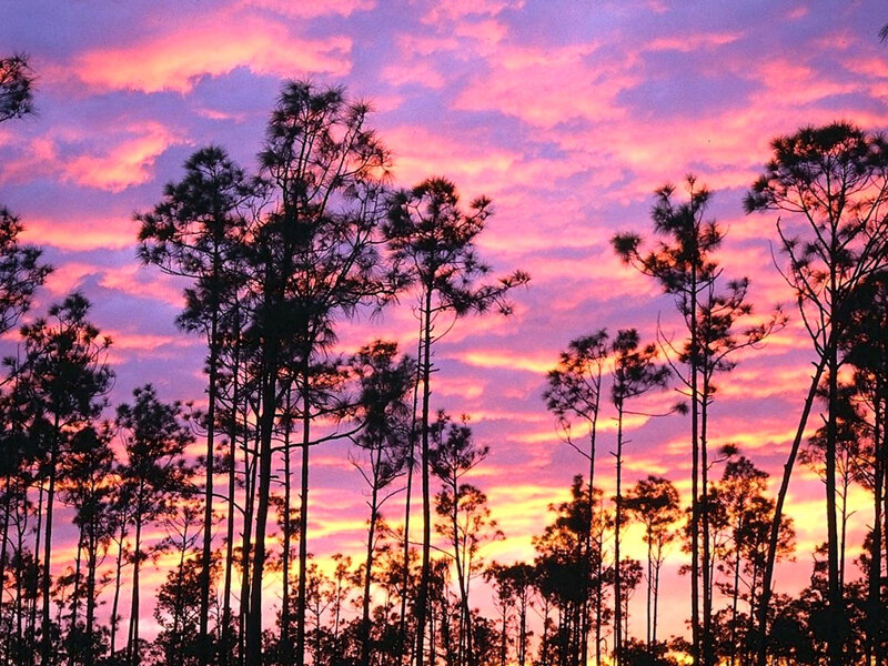 Pine Trees at Sunset — Pink