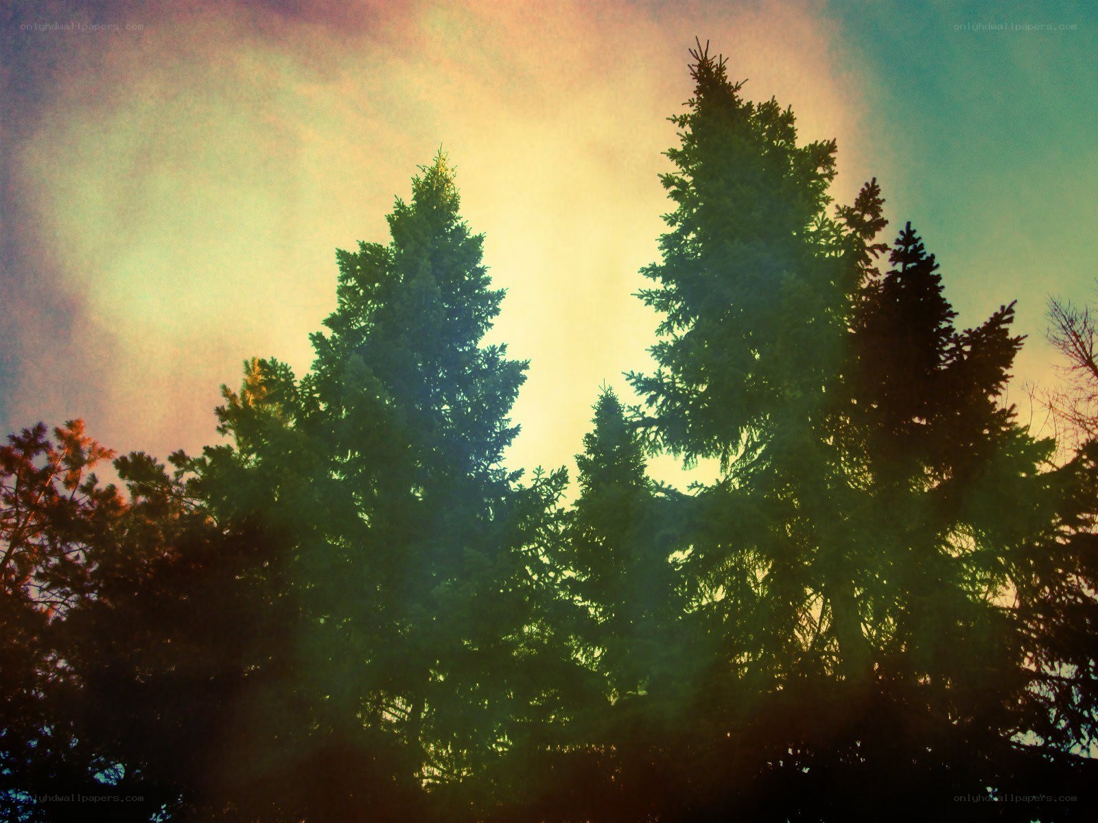 Pine trees at sunset