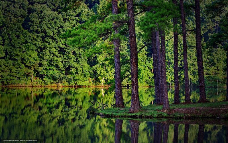 Pine trees by a calm lake