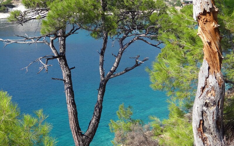 Pine Trees by Blue Water