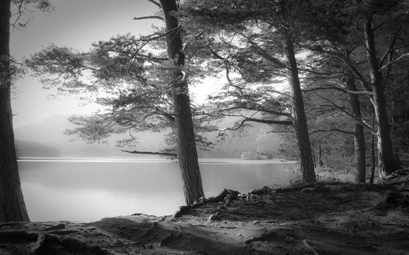 Pine Trees by Lake — Black