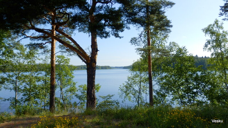 Pine Trees by Lake — Blue, Serene, Afternoon, Photograph, Flowers