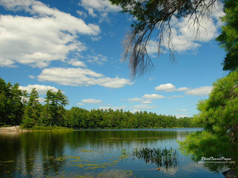 Pine Trees by Lake — Blue, Serene, Afternoon, Photograph
