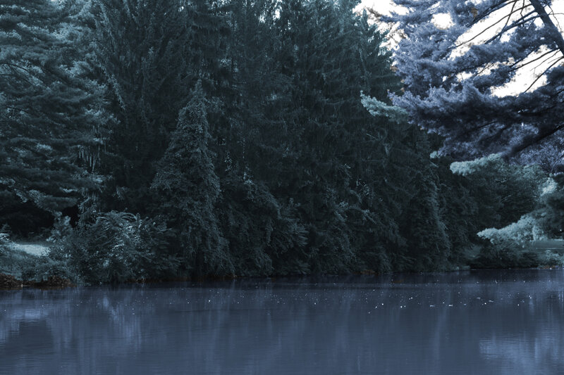 Pine Trees by Lake — Blue, Serene, Night