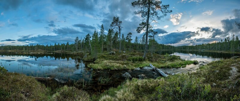 Pine Trees by Lake — Blue, Serene, Sunset, Photograph