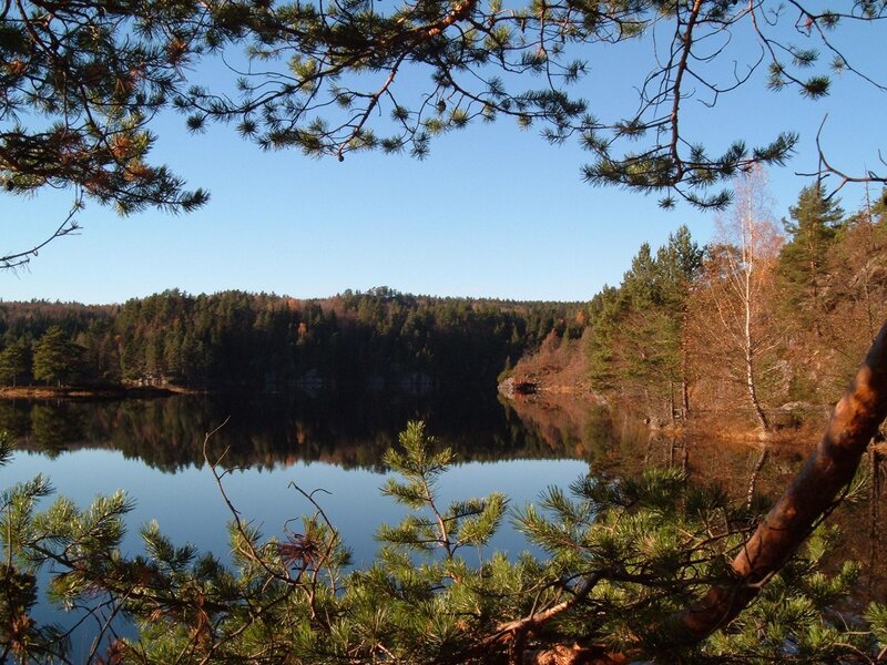 Pine Trees by Lake — Blue