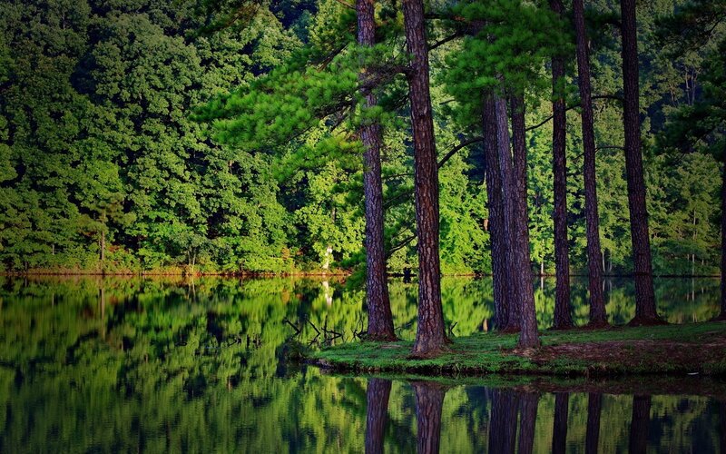 Pine Trees by Lake — Forest