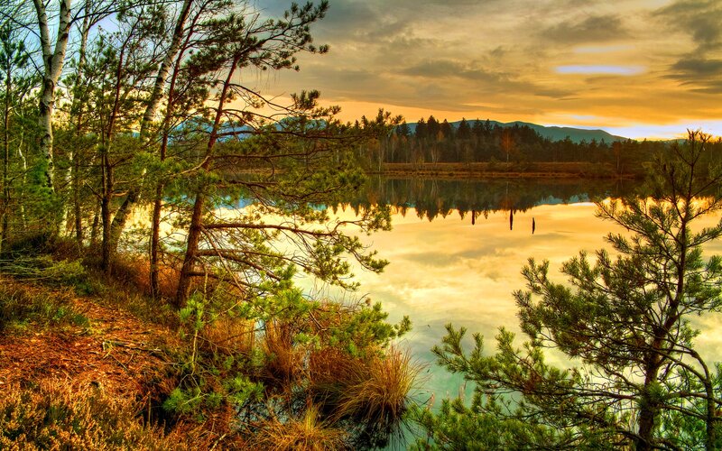 Pine Trees by Lake — Gold
