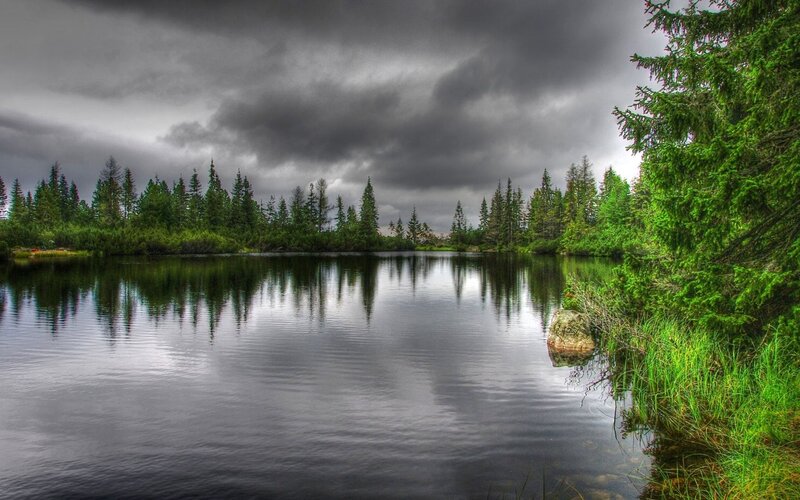 Pine Trees by Lake — Green, Dramatic