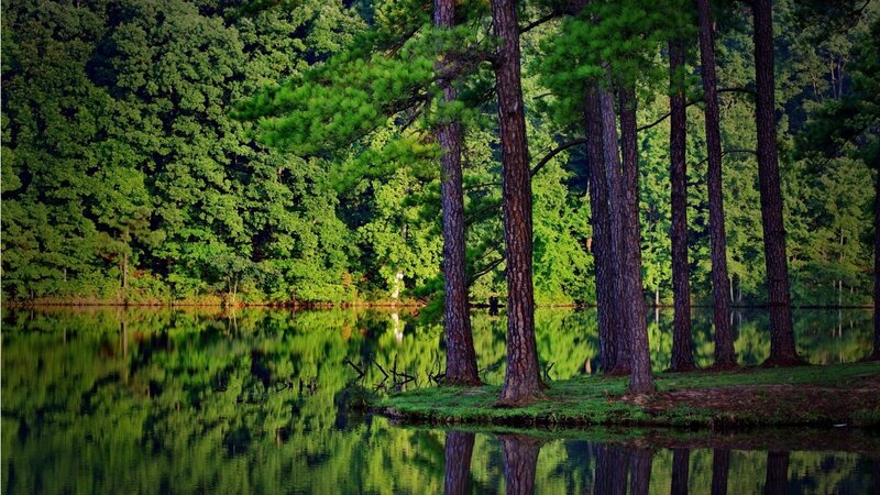 Pine Trees by Lake — Green, Serene, Afternoon, Photograph, Forest, Reflection, Brown, Blue