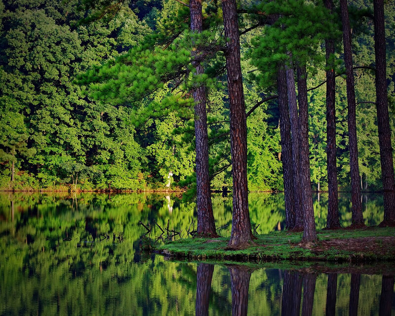 Pine Trees by Lake — Green, Serene, Afternoon, Photograph, Forest, Reflection