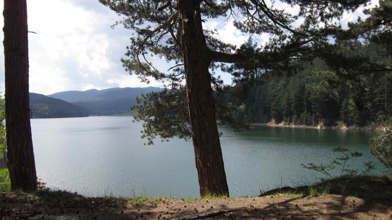 Pine Trees by Lake — Green, Serene, Afternoon, Photograph, Mountains, Forest