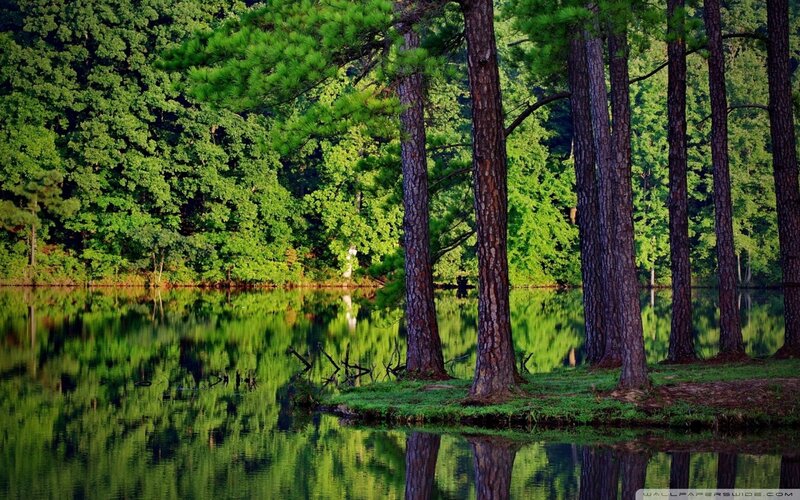 Pine Trees by Lake — Green, Serene, Afternoon, Photograph, Reflection