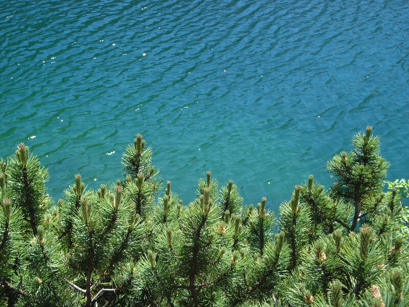 Pine Trees by Lake — Green, Serene, Afternoon, Photograph, Ripples