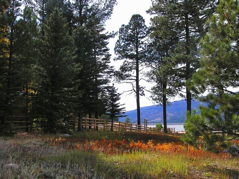 Pine Trees by Lake — Green, Serene, Autumn