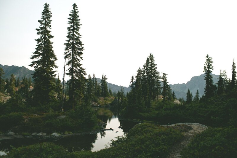 Pine Trees by Lake — Green, Serene, Morning, Photograph, Mountains