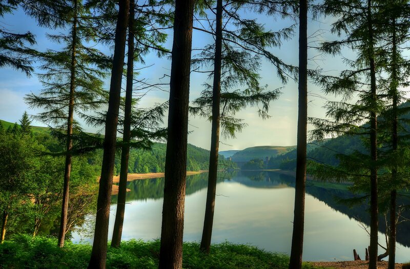 Pine Trees by Lake — Green, Serene, Morning