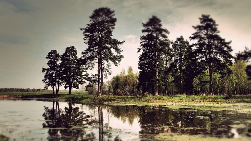 Pine Trees by Lake — Green, Serene, Spring, Photograph