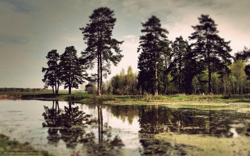 Pine Trees by Lake — Green, Serene, Spring
