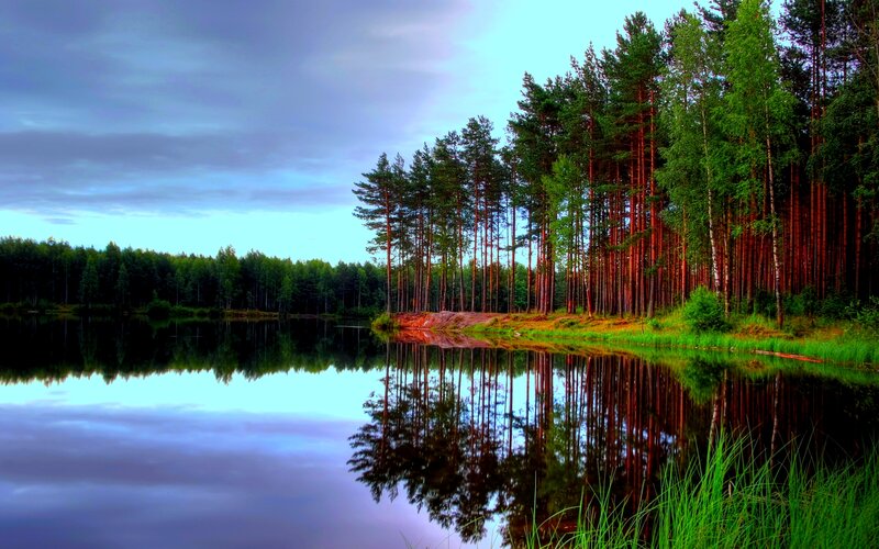 Pine Trees by Lake — Green, Serene