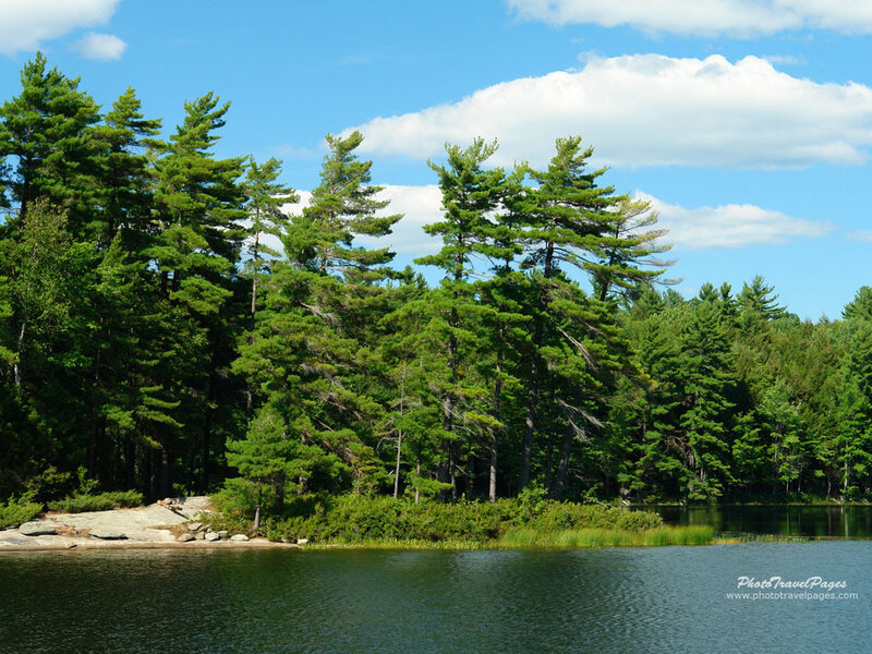 Pine Trees by Lake — Green