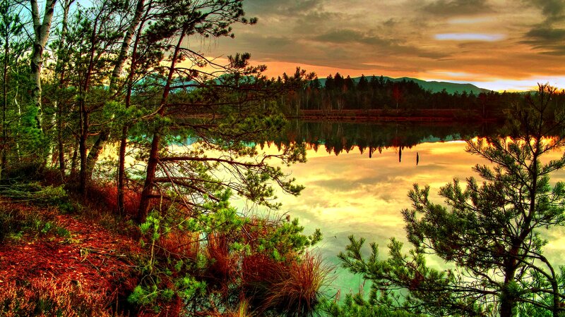 Pine Trees by Lake — Orange, Serene