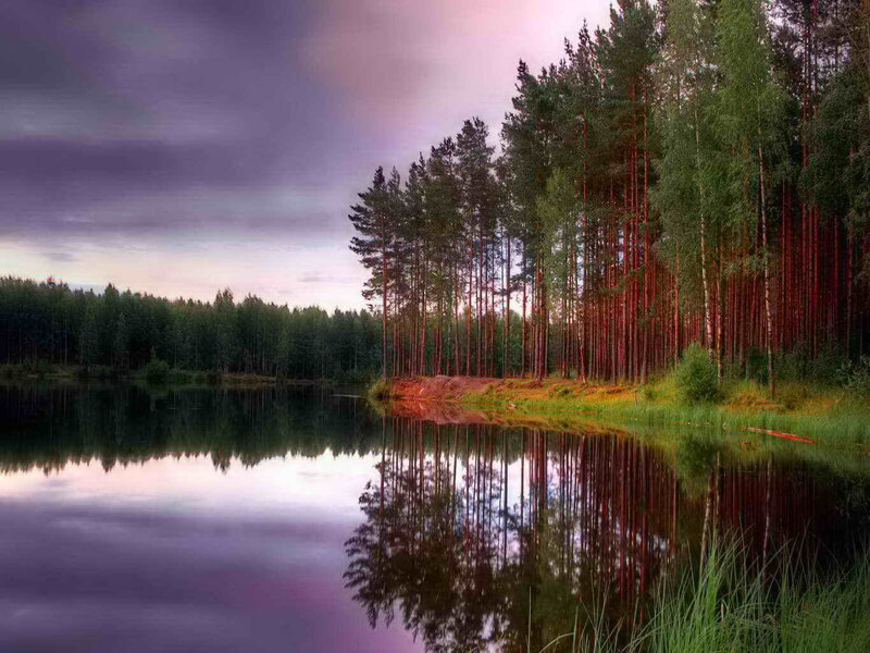 Pine Trees by Lake — Purple