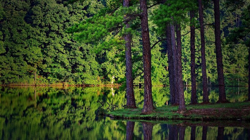Pine Trees by Lake — Reflection