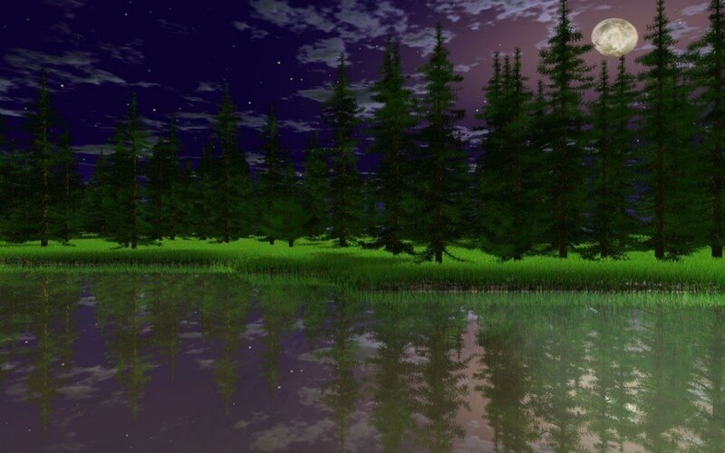 Pine Trees by Lake