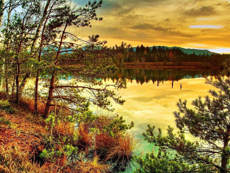 Pine Trees by Lake — Yellow