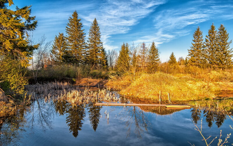 Pine Trees by Pond — Blue