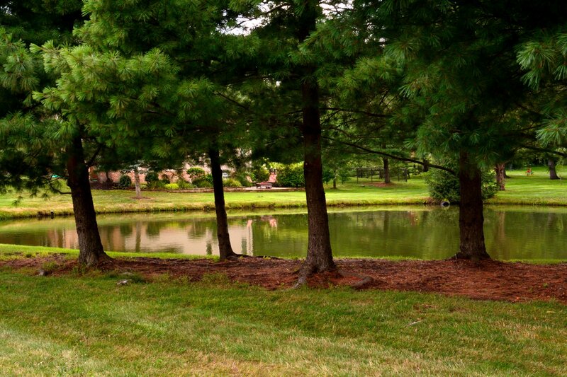 Pine Trees by Pond — Green, Serene, Afternoon