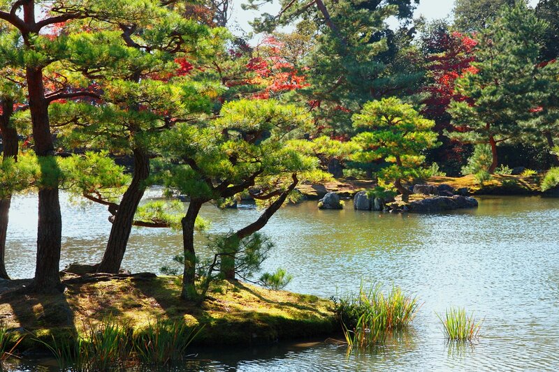 Pine Trees by Pond — Green, Serene, Autumn