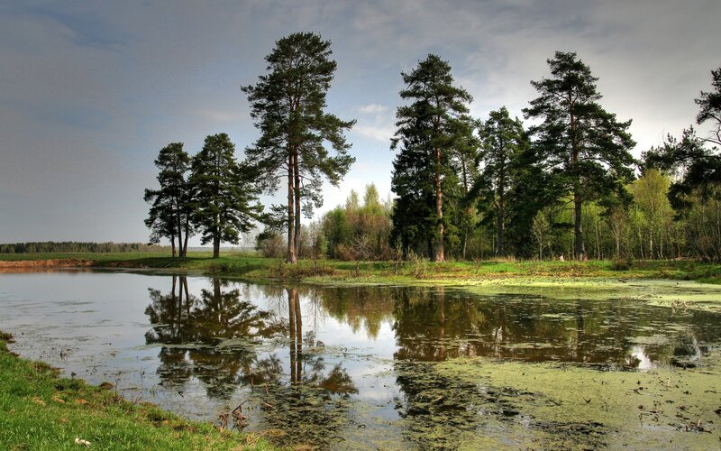 Pine Trees by Pond — Green, Serene, Spring, Photograph