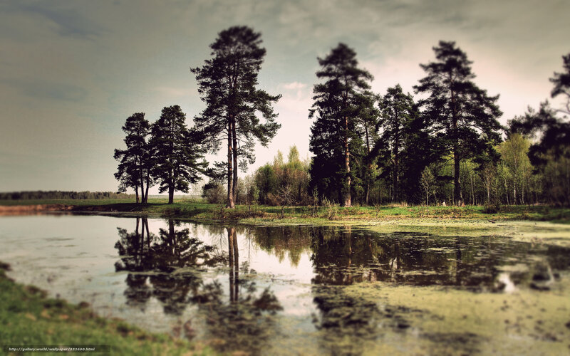 Pine Trees by Pond — Green, Serene, Spring