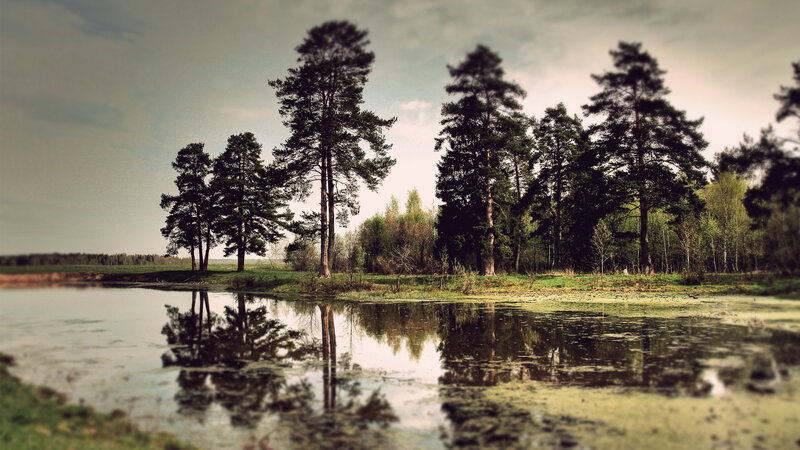 Pine Trees by Pond — Green, Serene