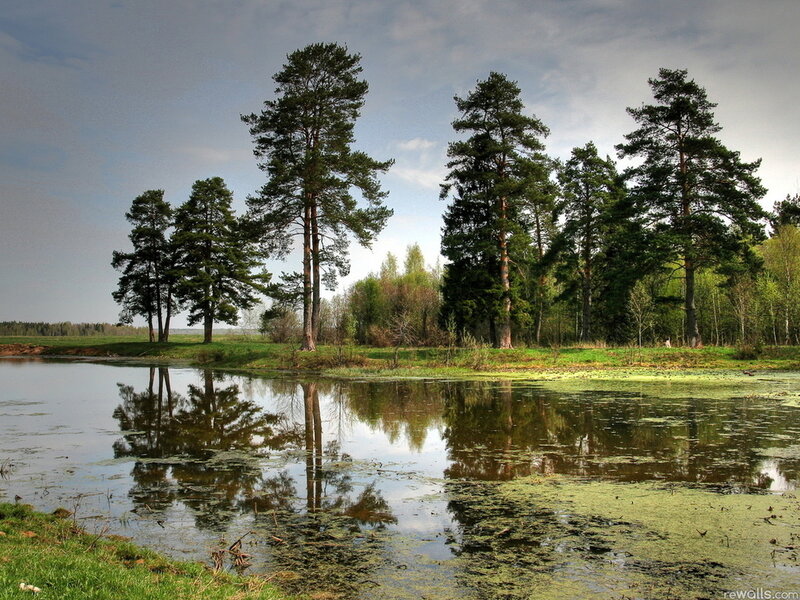 Pine Trees by Pond