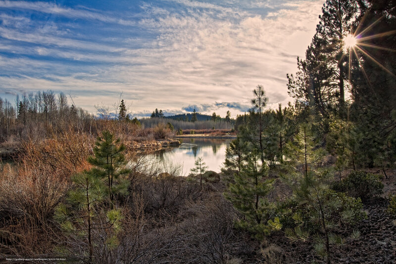 Pine Trees by River — Blue, Serene
