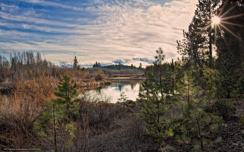 Pine Trees by River — Blue