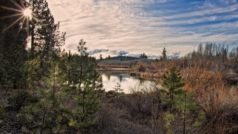 Pine Trees by River — Green