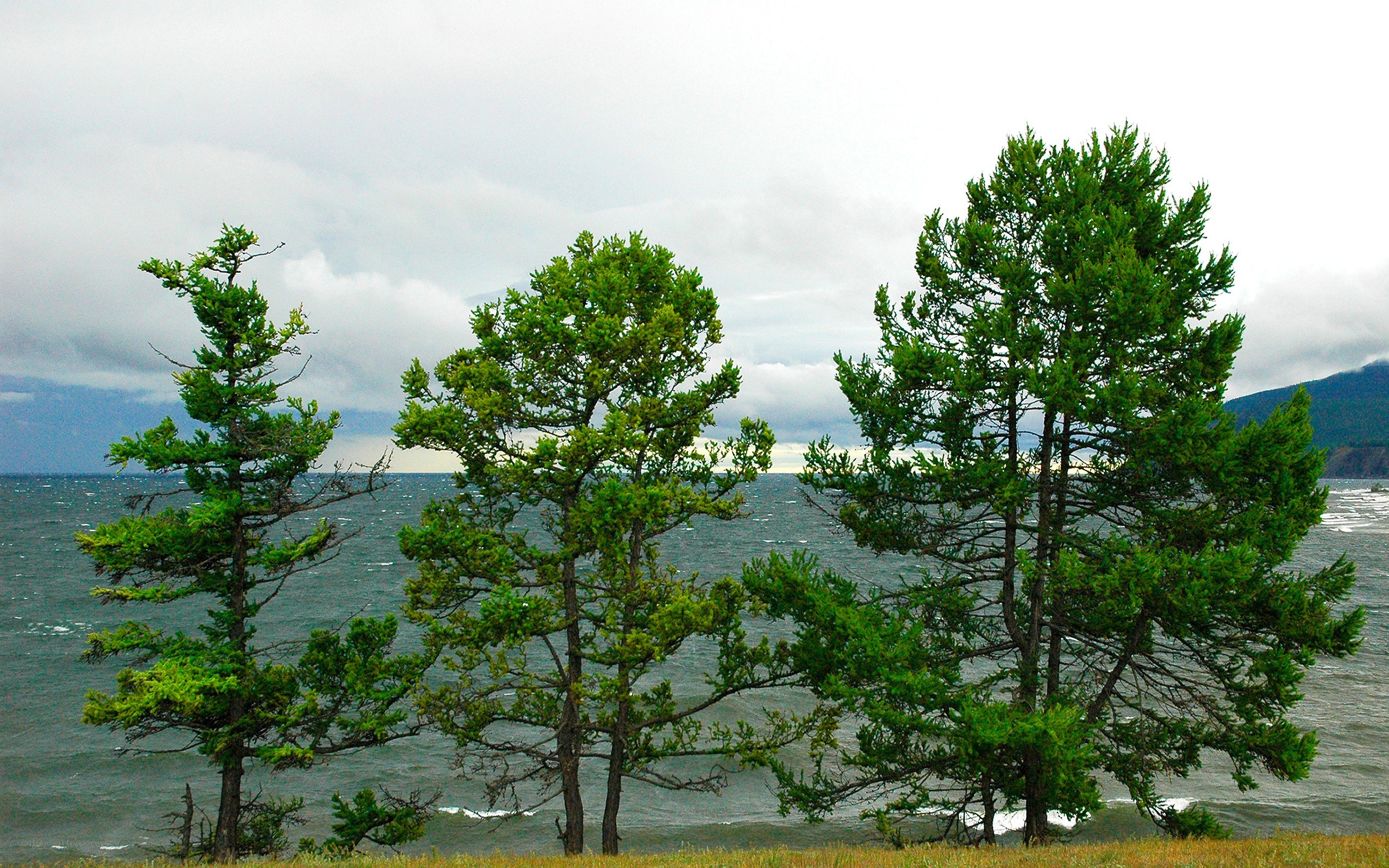 Pine trees by the lake