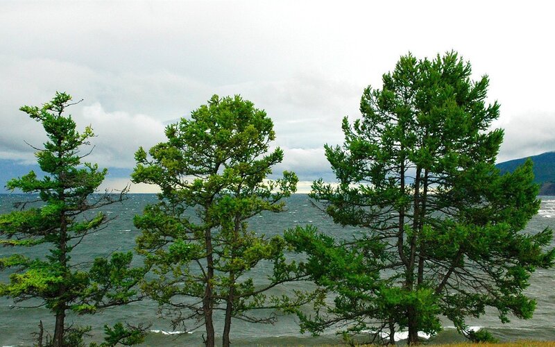 Pine trees by the lake