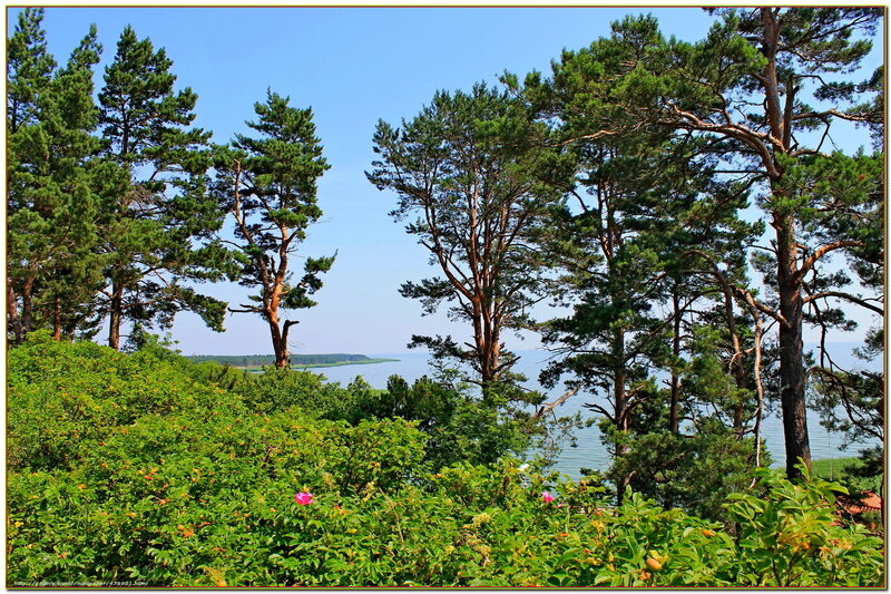 Pine Trees by the Sea — Green