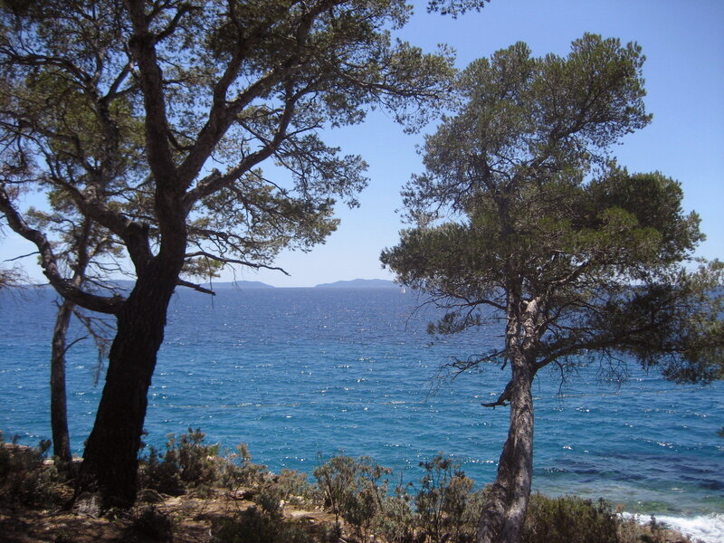 Pine Trees by the Sea