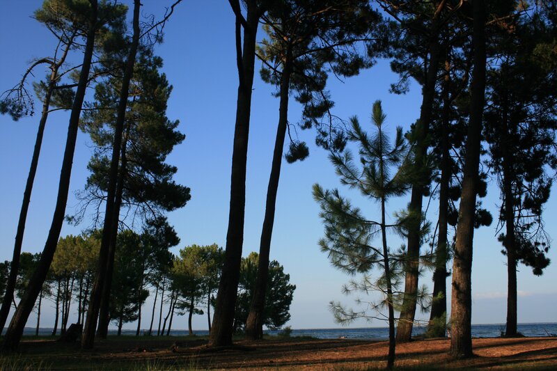Pine trees by the water